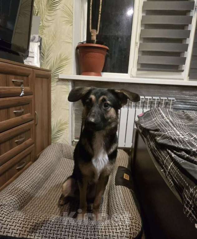 Собаки в Санкт-Петербурге: Веселый, игривый мальчишка ищет доброго, опытного хозяина и друга Мальчик, Бесплатно - фото 1