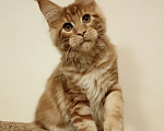 Кошки в Владимире: Рыжее солнышко Мальчик, 60 000 руб. - фото 4