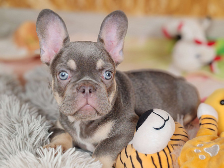 Шикарная лиловая девочка