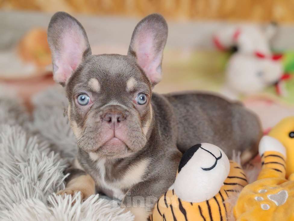 Собаки в Санкт-Петербурге: Шикарная лиловая девочка Девочка, Бесплатно - фото 1