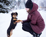 Собаки в Москве: Маленькая собачка в добрые руки! Девочка, Бесплатно - фото 8