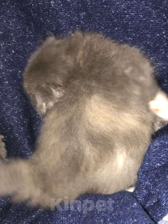 Кошки в Менделеевске: Шотландская девочка вислоухая  Девочка, 4 000 руб. - фото 3