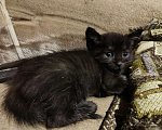 Кошки в Санкт-Петербурге: Чернышик в добрые руки - котенок Мальчик, Бесплатно - фото 1