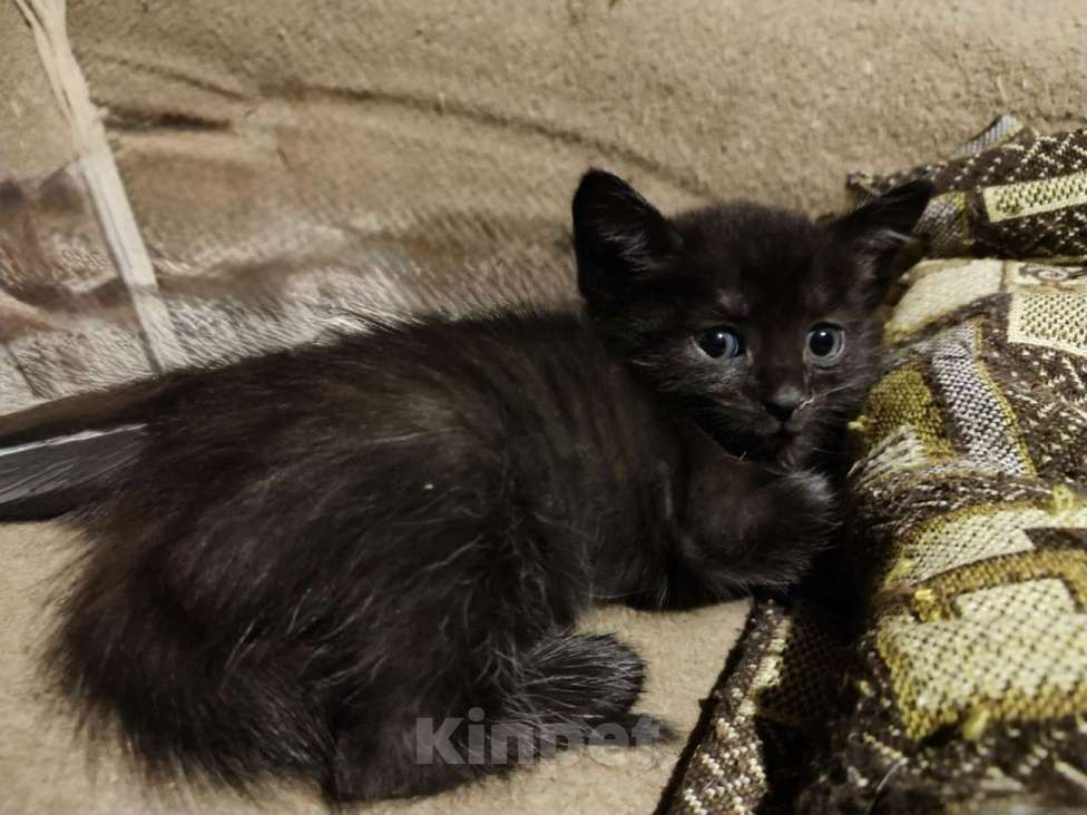 Кошки в Санкт-Петербурге: Чернышик в добрые руки - котенок Мальчик, Бесплатно - фото 1