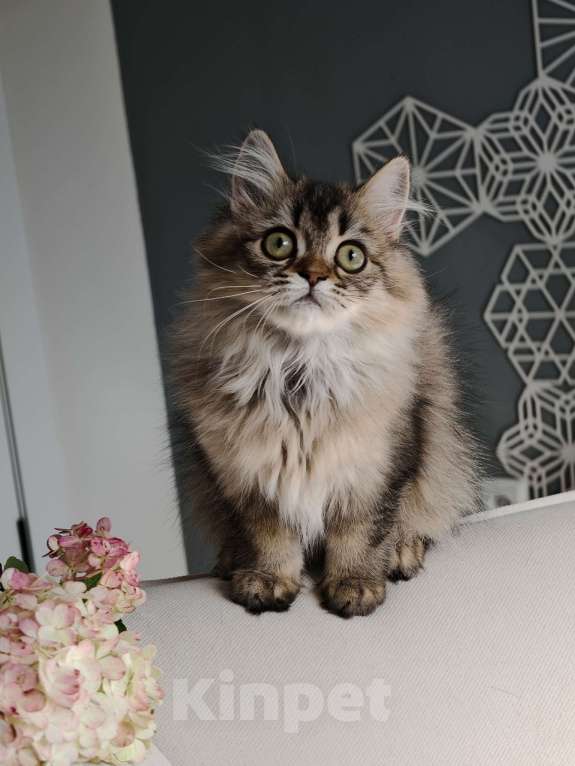 Кошки в Москве: Длинношертсная шотландская кошечка Девочка, 55 000 руб. - фото 2