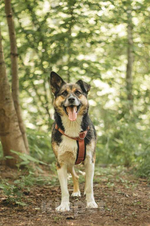 Собаки в Москве: Сью ищет дом Девочка, Бесплатно - фото 5
