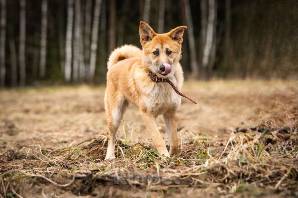 Собаки в Клине: Хеди — настоящая искорка счастья Девочка, Бесплатно - фото 4