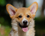 Собаки в Москве: Красивый щенок вельш корги пемброк Мальчик, 80 000 руб. - фото 3
