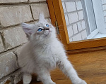 Кошки в Нижнем Новгороде: Котенок мальчик Мальчик, 14 000 руб. - фото 3