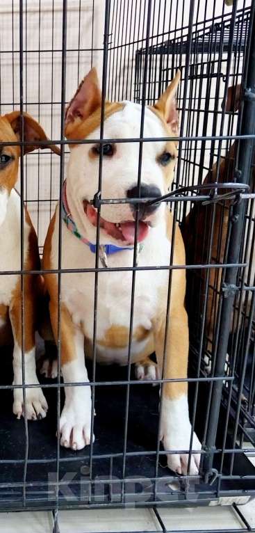 Собаки в Москве: Шикарная девочка амстаффа  Девочка, 90 000 руб. - фото 5