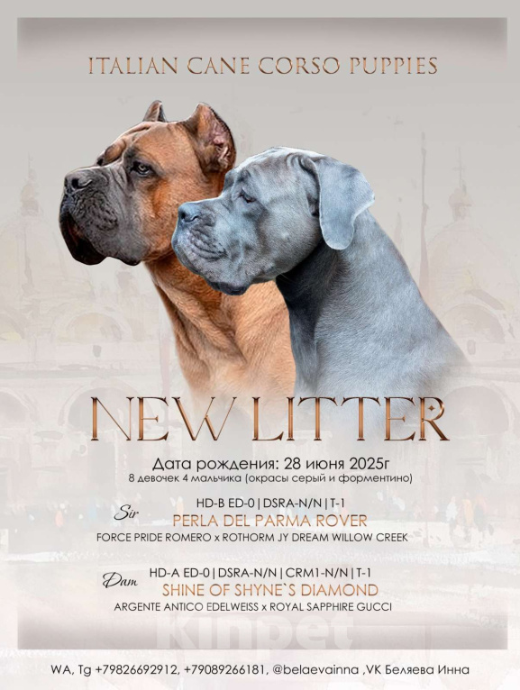 Собаки в Екатеринбурге: Красотка девочка кане-корсо  Девочка, 100 000 руб. - фото 4