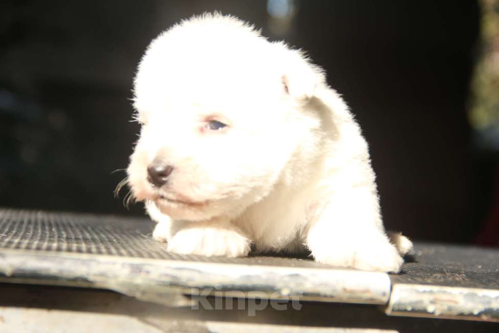 Собаки в Москве: вест хайленд вайт терьер щенки суки Девочка, 100 000 руб. - фото 9