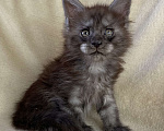 Кошки в Дмитрове: Черный дымчатый мальчик мейн кун Мальчик, 60 000 руб. - фото 6