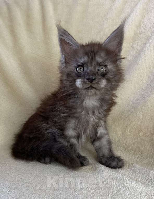 Кошки в Дмитрове: Черный дымчатый мальчик мейн кун Мальчик, 60 000 руб. - фото 6