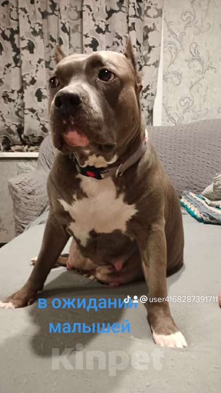 Собаки в Новосибирске: Открыты для резерва голубые аст Мальчик, 90 000 руб. - фото 4