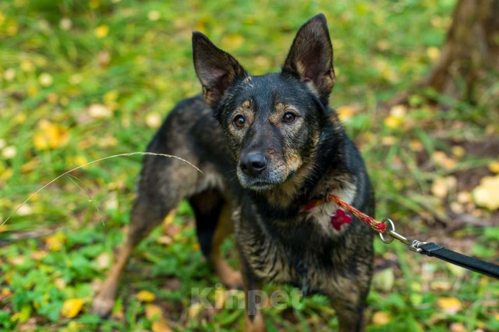 Собаки в Москве: Гита Девочка, Бесплатно - фото 2