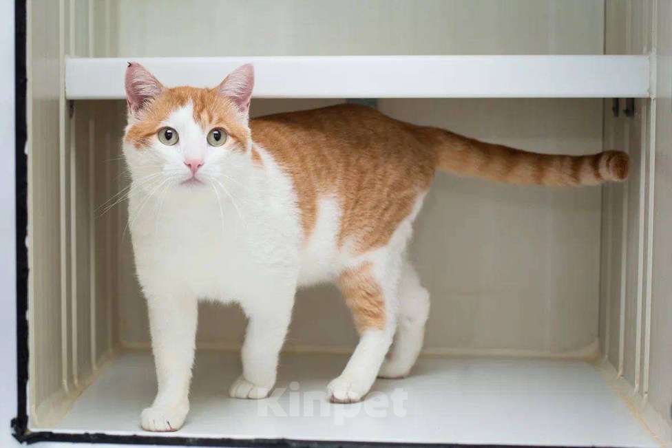 Кошки в Москве: Добрый Филя Мальчик, Бесплатно - фото 2