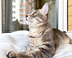 Кошки в Москве: Сноу - молодой котик ищет дом, в добрые руки Мальчик, Бесплатно - фото 8