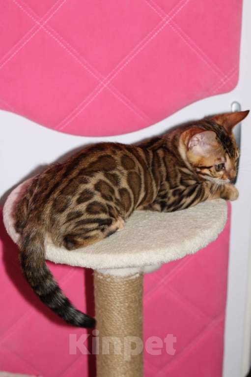 Кошки в Москве: Бенгальские котята Мальчик, 20 000 руб. - фото 4