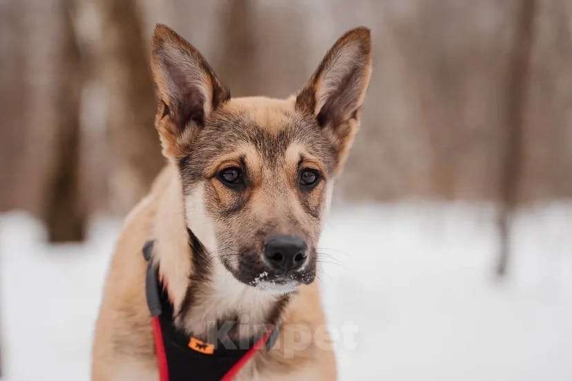 Собаки в Москве: Платон Мальчик, Бесплатно - фото 2