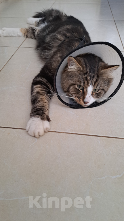 Кошки в Краснодаре: Потерялся кот Мальчик, 1 000 руб. - фото 2