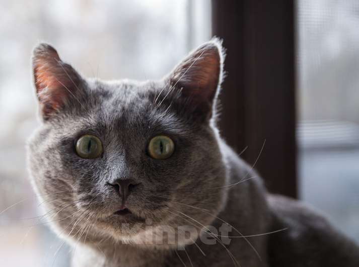 Кошки в Москве: Ласковый красавец голубого окраса Серый ищет дом Мальчик, 1 руб. - фото 6