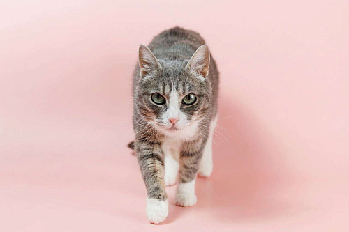 Кошка с красивыми глазами