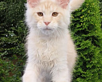 Кошки в Санкт-Петербурге: Котёнок мейн-кун Мальчик, Бесплатно - фото 1