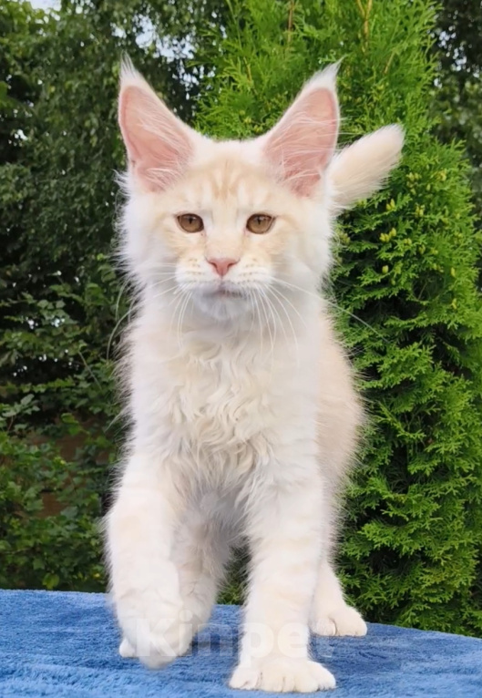 Кошки в Санкт-Петербурге: Котёнок мейн-кун Мальчик, Бесплатно - фото 1