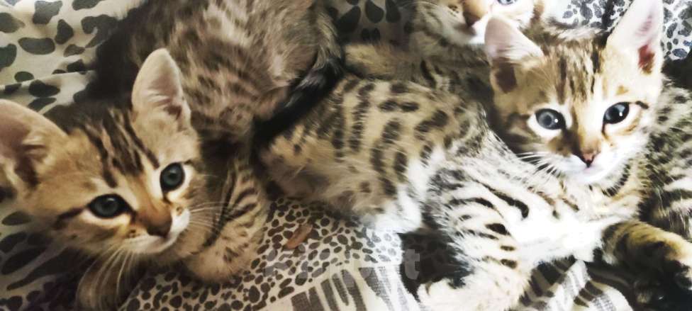 Кошки в Кемерово: Бенгальский котенок Мальчик, 5 000 руб. - фото 7