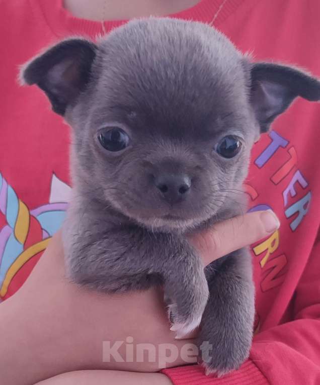 Собаки в Санкт-Петербурге: Малыш чихуахуа Мальчик, 120 000 руб. - фото 1