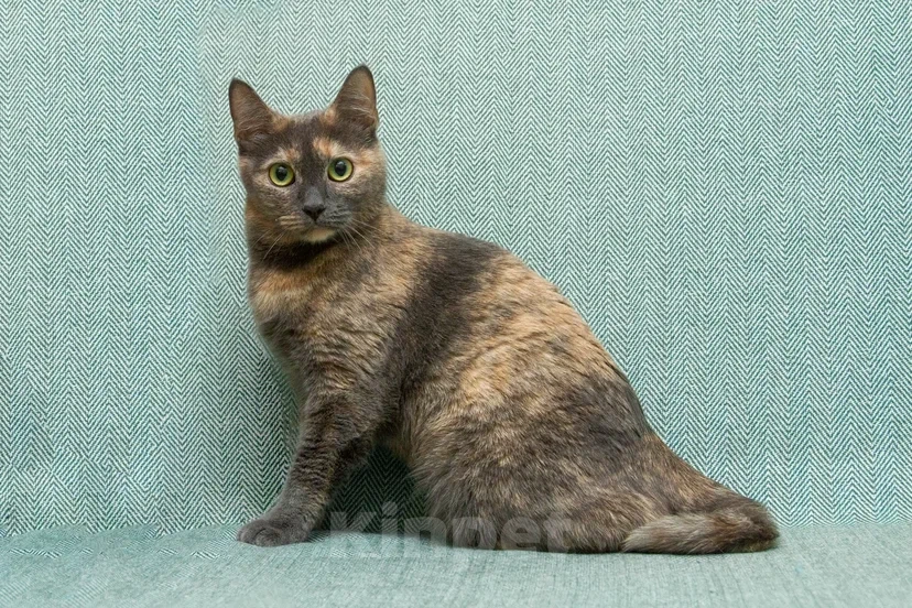 Кошки в Реутове: Взрослая кошка в добрые руки Девочка, Бесплатно - фото 4