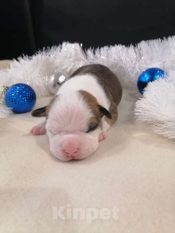 Собаки в Белгороде: Американский стаффордширский терьер щенок Мальчик, 80 000 руб. - фото 4