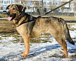Собаки в Москве: Пальма Девочка, Бесплатно - фото 4