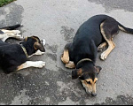 Собаки в Красноармейске: Подросший щенок, помесь гончей  Девочка, Бесплатно - фото 1