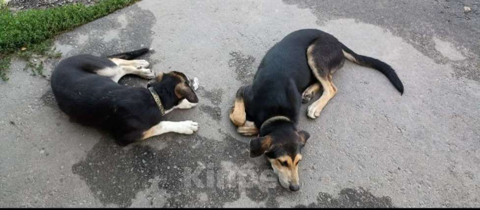 Собаки в Красноармейске: Подросший щенок, помесь гончей  Девочка, Бесплатно - фото 1