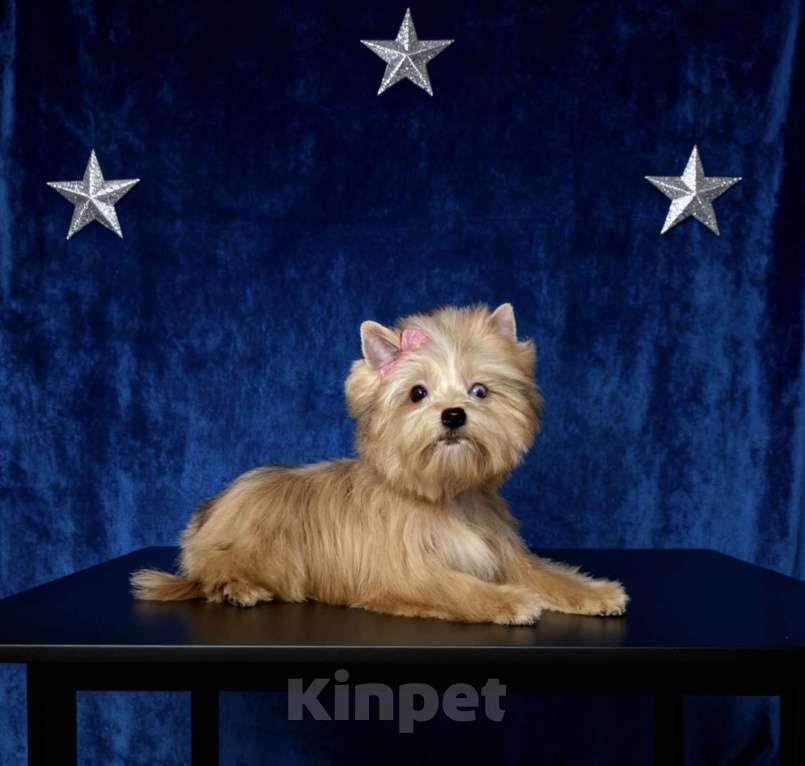 Собаки в Москве: Голубоглазый йорк мини девочка рыжая Девочка, 90 000 руб. - фото 6