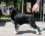 Собаки в Уфе: Высокопородные щенки цвергшнауцера Девочка, Бесплатно - фото 1