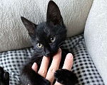 Кошки в Москве: Компанейский игрун Бумер, черный котенок ищет семью Мальчик, Бесплатно - фото 1