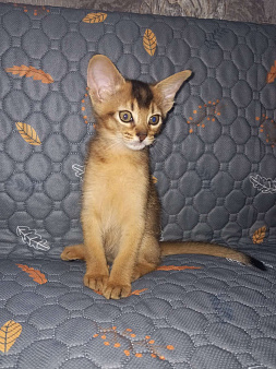 Абиссинский котенок