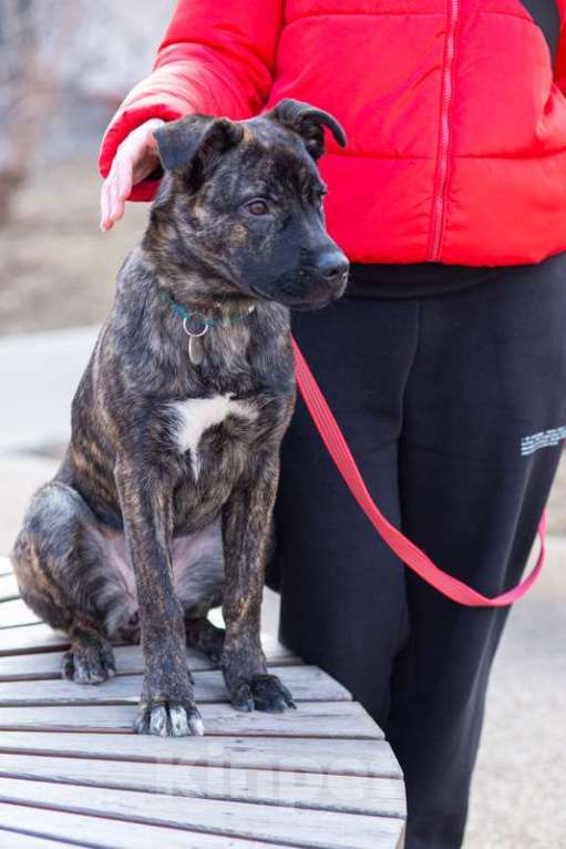 Собаки в Москве: Джессика ищет дом Девочка, 1 руб. - фото 9