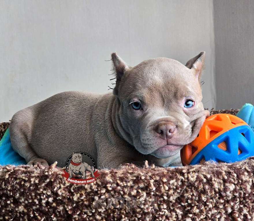 Собаки в Москве: Ам.булли лиловый мальчик Мальчик, 150 000 руб. - фото 2