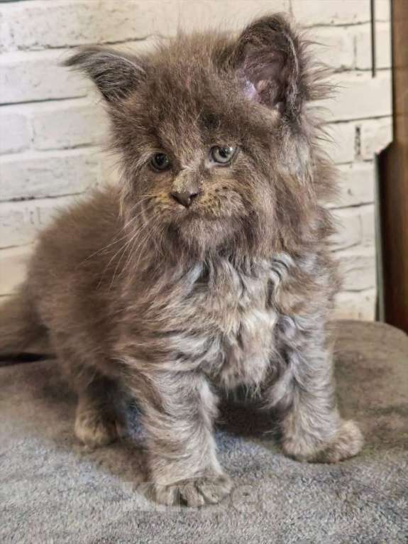 Кошки в Екатеринбурге: котенок в брид Девочка, 130 000 руб. - фото 1