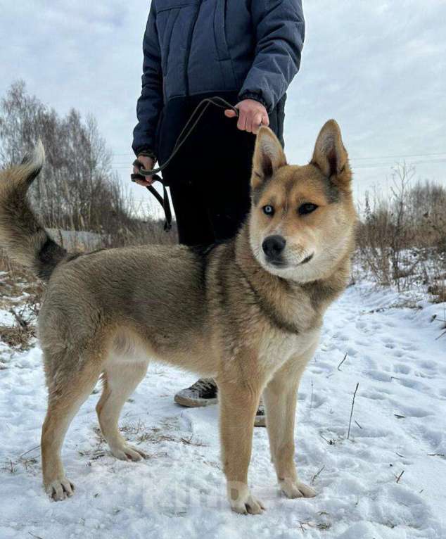 Собаки в Москве: Голубоглазый молодой пёс Геральд в дар Мальчик, 1 руб. - фото 1