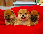 Собаки в Санкт-Петербурге: щенки СИБА Ину рыжие Шиба Ину Мальчик, 60 000 руб. - фото 3