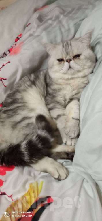 Кошки в Санкт-Петербурге: Элитный кот Мальчик, 4 000 руб. - фото 7