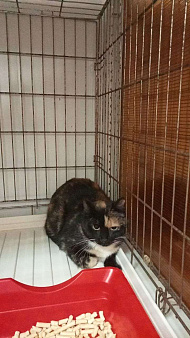 Трёхцветная кошка