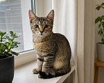 Кошки в Москве: Котенок в добрые руки Девочка, Бесплатно - фото 3