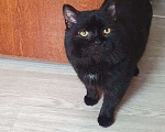 Кошки в Москве: Черный зеленоглазый кот  Мальчик, Бесплатно - фото 8