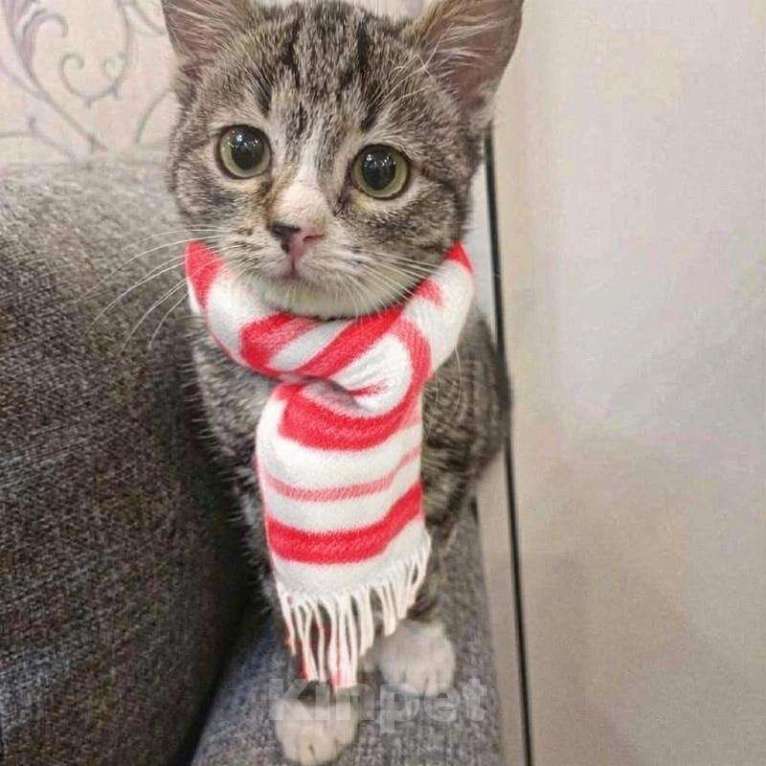 Кошки в Санкт-Петербурге: Ласковее малышей не бывает Мальчик, Бесплатно - фото 1